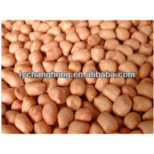 2013 new crop round type peanut kernel with lowest price